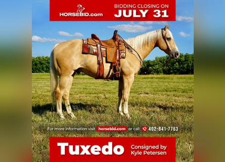 American Quarter Horse, Gelding, 11 years, 15.1 hh, Palomino