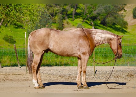 American Quarter Horse, Gelding, 11 years, 15.1 hh, Palomino