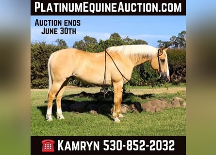 American Quarter Horse, Gelding, 11 years, 15,1 hh, Palomino