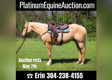 American Quarter Horse, Gelding, 11 years, 15.1 hh, Palomino