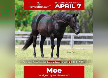 American Quarter Horse, Gelding, 11 years, 15.2 hh, Black