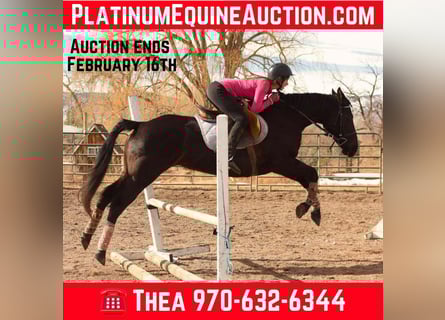 American Quarter Horse, Gelding, 11 years, 15.2 hh, Black