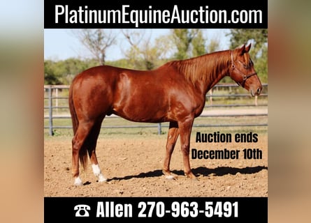 American Quarter Horse, Gelding, 11 years, 15.2 hh, Chestnut