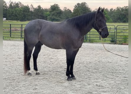 American Quarter Horse, Gelding, 11 years, 15,2 hh, Roan-Blue