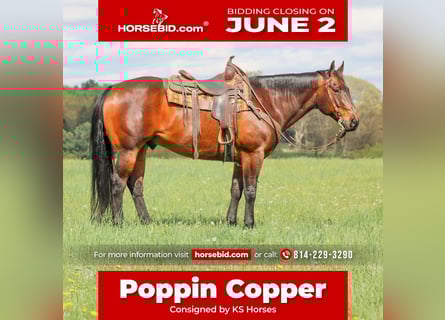 American Quarter Horse, Gelding, 11 years, 15 hh, Bay