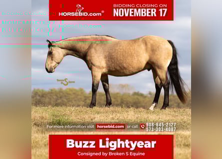 American Quarter Horse, Gelding, 11 years, 15 hh, Buckskin