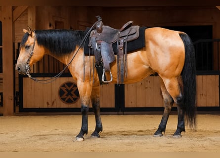 American Quarter Horse, Gelding, 11 years, 15 hh, Buckskin