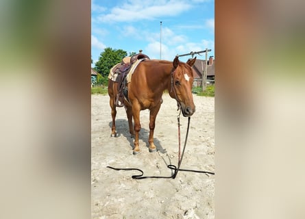 American Quarter Horse, Gelding, 11 years, 15 hh, Chestnut-Red