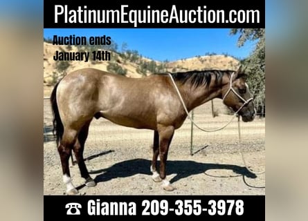 American Quarter Horse, Gelding, 11 years, 15 hh, Grullo