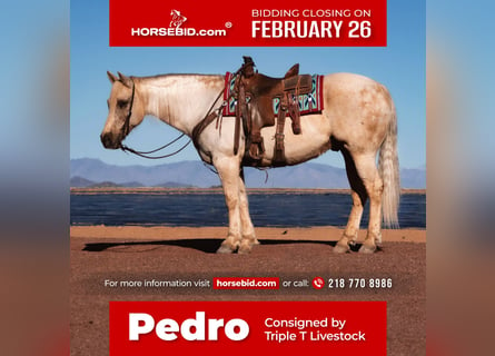 American Quarter Horse, Gelding, 11 years, 15 hh, Palomino