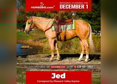 American Quarter Horse, Gelding, 11 years, 15 hh, Palomino