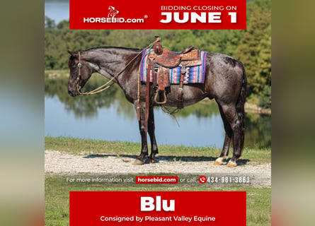 American Quarter Horse, Gelding, 11 years, 15 hh, Roan-Blue