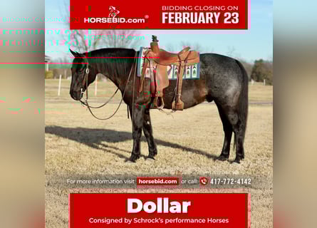 American Quarter Horse, Gelding, 11 years, 15 hh, Roan-Blue