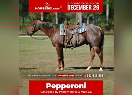 American Quarter Horse, Gelding, 11 years, 15 hh, Roan-Red