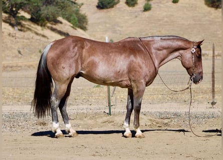 American Quarter Horse, Gelding, 11 years, 15 hh, Roan-Red