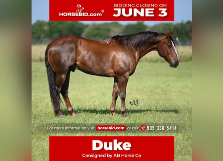 American Quarter Horse, Gelding, 11 years, 15 hh, Sorrel