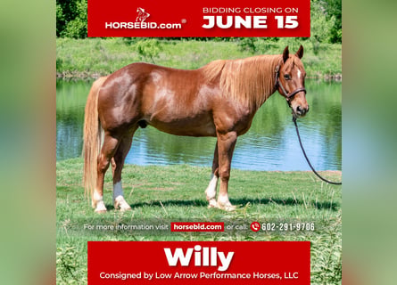 American Quarter Horse, Gelding, 11 years, 15 hh, Sorrel