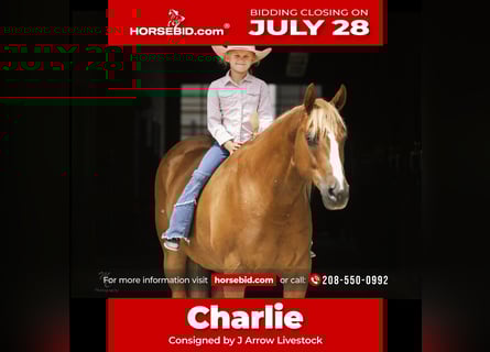 American Quarter Horse, Gelding, 11 years, 15 hh, Sorrel