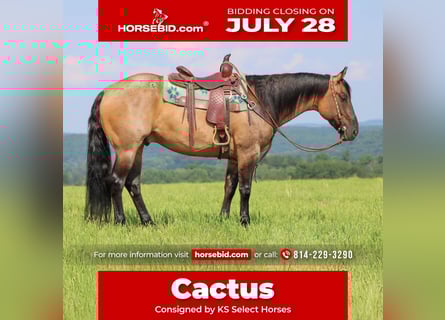 American Quarter Horse, Gelding, 11 years, 15,1 hh, Grullo