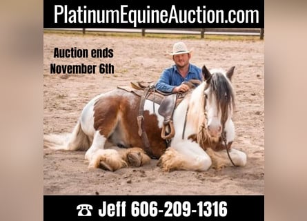 American Quarter Horse, Gelding, 11 years, 15,1 hh, Tobiano-all-colors