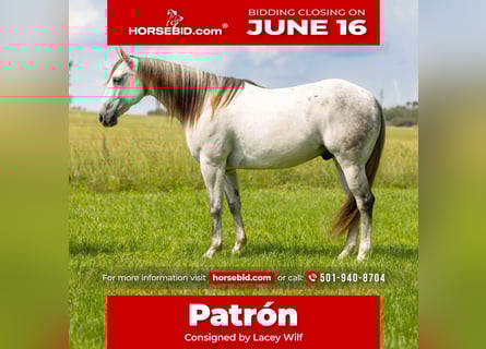 American Quarter Horse, Gelding, 11 years, 15,2 hh, Gray