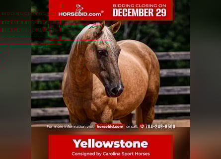 American Quarter Horse, Gelding, 11 years, 15,2 hh, Palomino