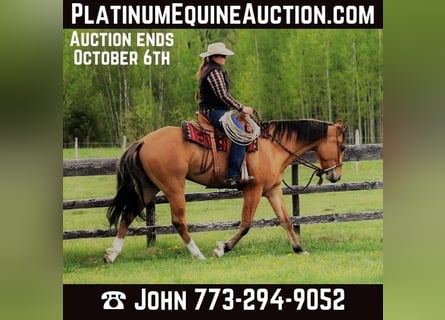 American Quarter Horse, Gelding, 11 years, 16.1 hh, Buckskin