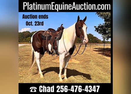 American Quarter Horse, Gelding, 11 years, 16.1 hh, Tobiano-all-colors