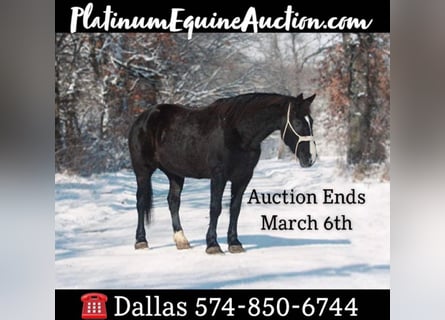 American Quarter Horse, Gelding, 11 years, 16 hh, Black