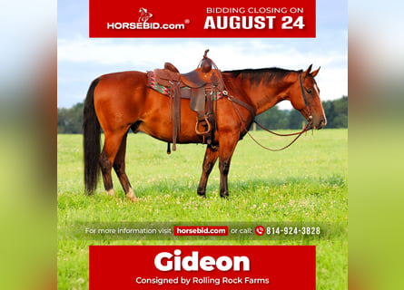 American Quarter Horse, Gelding, 11 years, Bay
