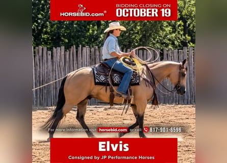 American Quarter Horse, Gelding, 11 years, Buckskin