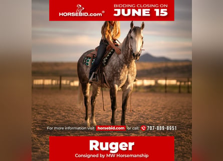 American Quarter Horse, Gelding, 11 years, Grey
