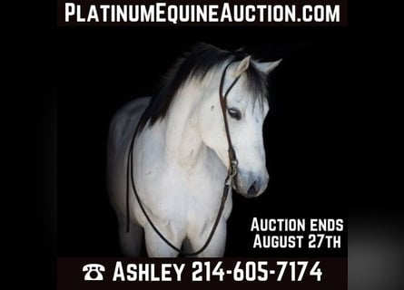 American Quarter Horse, Gelding, 11 years, Grey