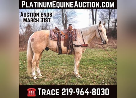 American Quarter Horse, Gelding, 11 years, Palomino