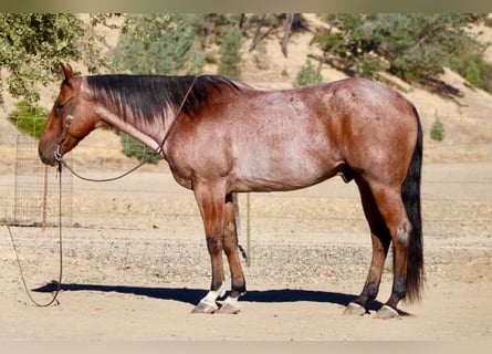 American Quarter Horse, Gelding, 11 years, Roan-Bay