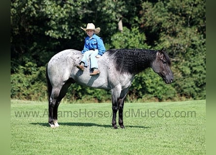 American Quarter Horse, Gelding, 11 years, Roan-Blue