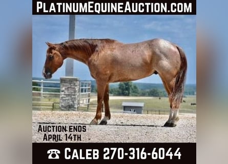 American Quarter Horse, Gelding, 11 years, Roan-Red