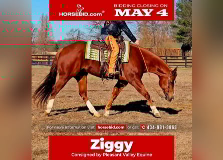 American Quarter Horse, Gelding, 11 years, Sorrel