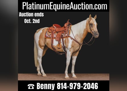 American Quarter Horse, Gelding, 11 years, Tobiano-all-colors