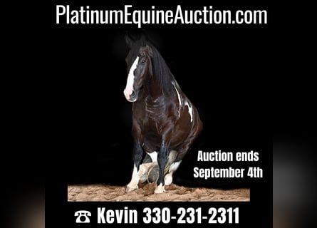 American Quarter Horse, Gelding, 11 years, Tobiano-all-colors