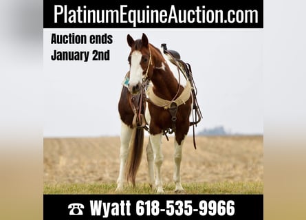 American Quarter Horse, Gelding, 11 years, Tobiano-all-colors