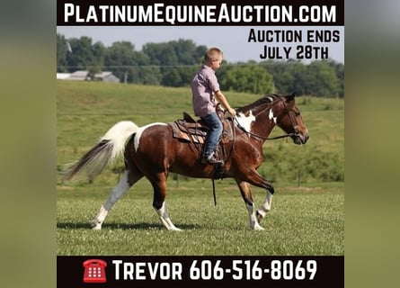 American Quarter Horse, Gelding, 12 years, 12.1 hh, Bay