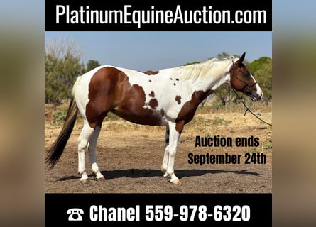 American Quarter Horse, Gelding, 12 years, 14,1 hh, Tobiano-all-colors