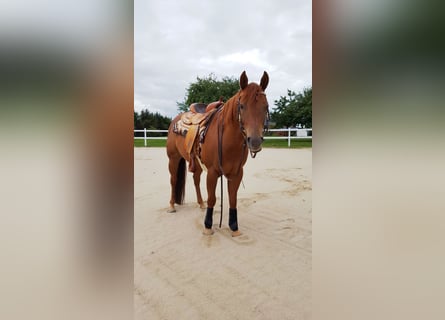 American Quarter Horse, Gelding, 12 years, 14.2 hh, Chestnut-Red