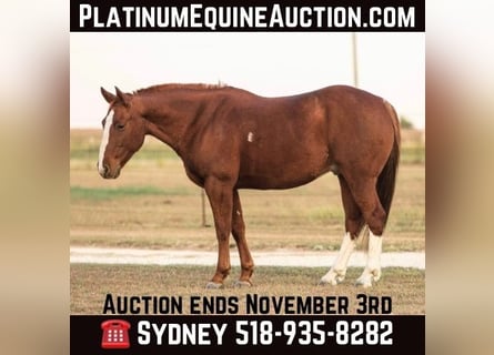 American Quarter Horse, Gelding, 12 years, 14.2 hh, Chestnut