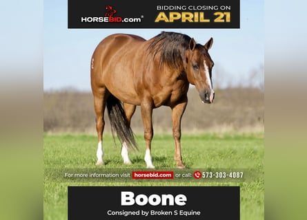 American Quarter Horse, Gelding, 12 years, 14.2 hh, Dun