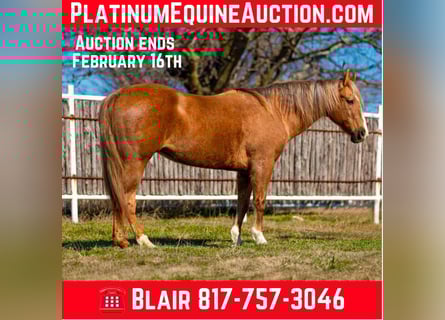 American Quarter Horse, Gelding, 12 years, 14.2 hh, Palomino