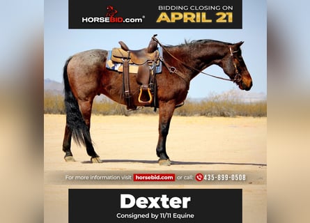 American Quarter Horse, Gelding, 12 years, 14.2 hh, Roan-Bay