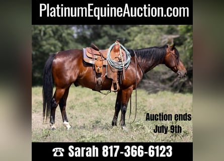 American Quarter Horse, Gelding, 12 years, 14.3 hh, Bay