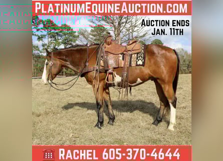 American Quarter Horse, Gelding, 12 years, 14.3 hh, Bay